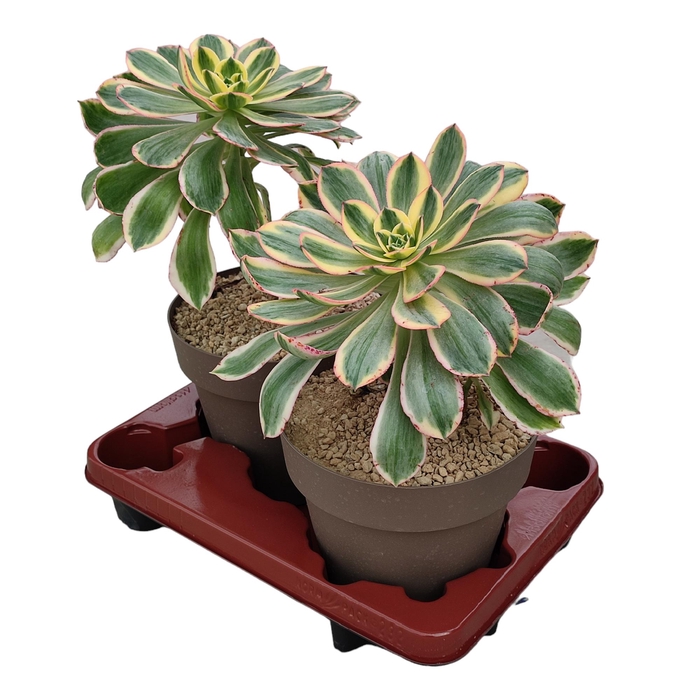 <h4>Aeonium Sunburst</h4>