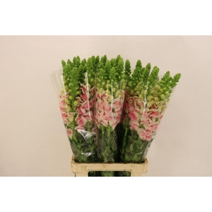 ANTIR POTO APPLEBLOS