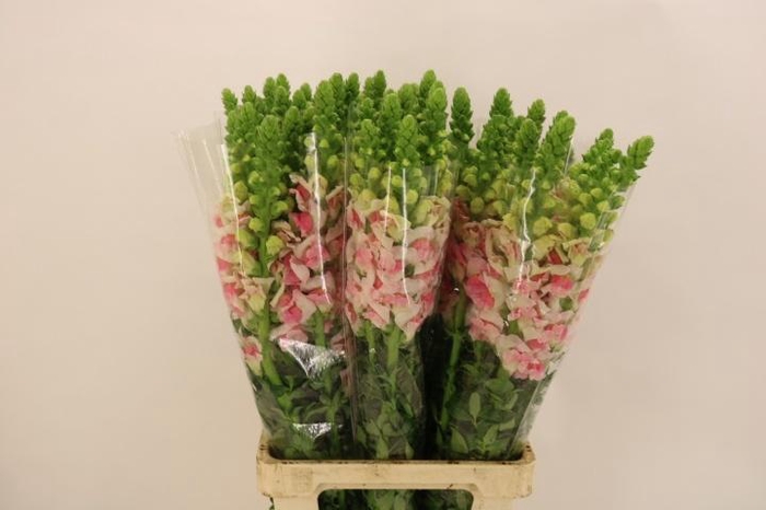 <h4>ANTIR POTO APPLEBLOS</h4>