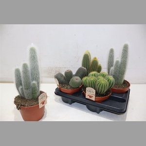 Cactus Gem