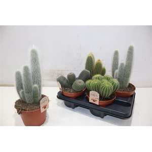 arr8 Cactus Gem