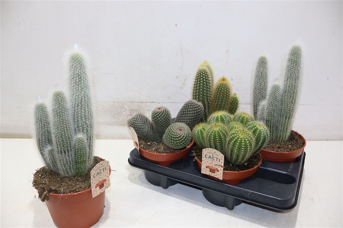 <h4>arr8 Cactus Gem</h4>