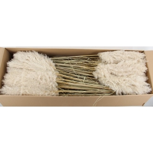 DF Pampas 115cm Hollands