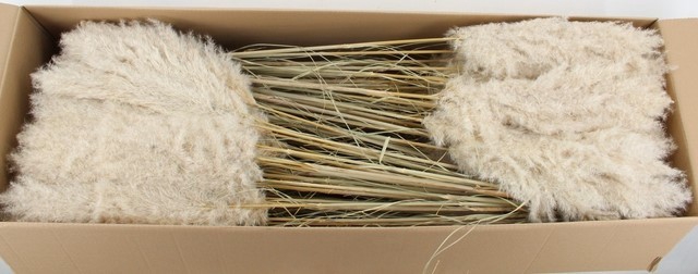 <h4>DF Pampas 115cm Hollands</h4>