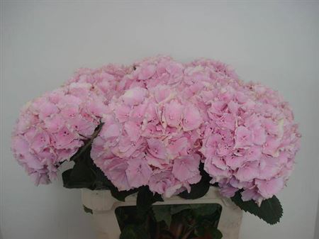 <h4>Hydr M Ch Verena</h4>