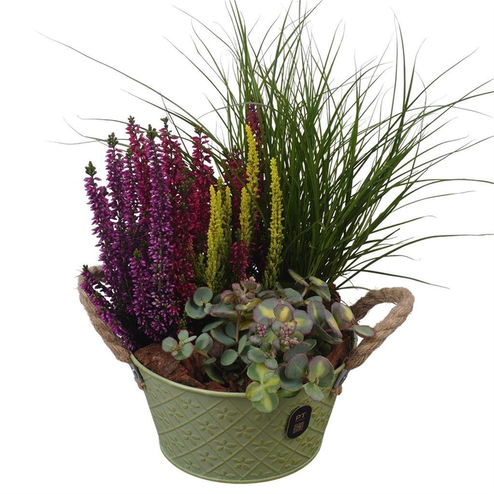 <h4>Arr.   Tuinplanten L%</h4>