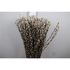 Salix Ca Snow Flake