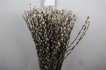 <h4>Salix Ca Snow Flake</h4>