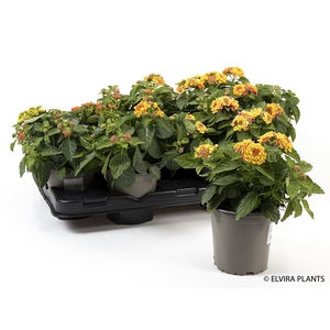 LANTANA CAMARA-HYBRID P14