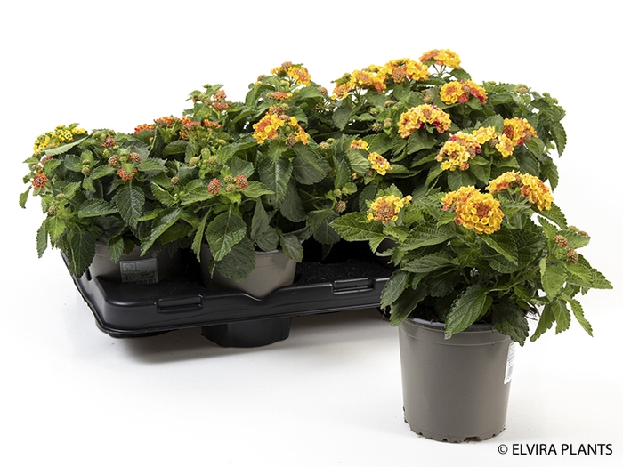<h4>LANTANA CAMARA-HYBRID P14</h4>