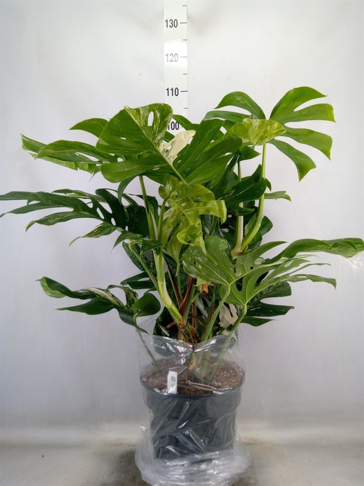 <h4>Monstera delic. 'Variegata'</h4>