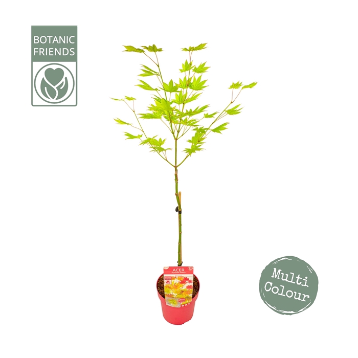 <h4>Acer shirasawanum 'Moonrise' ®</h4>