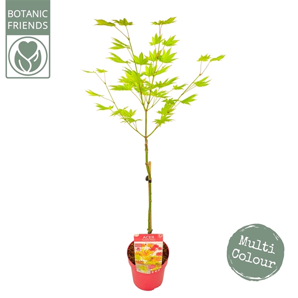 <h4>Acer shirasawanum 'Moonrise' ®</h4>