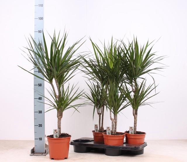 <h4>DRA MARGINATA</h4>