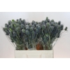 Eryngium Electric Dynamite
