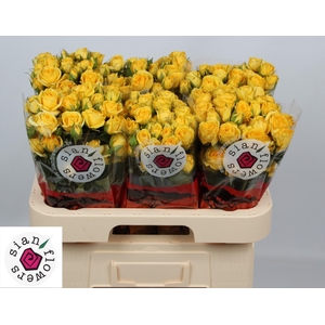 R TR GOLDEN BLOSSOMS