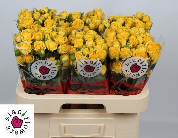 <h4>R TR GOLDEN BLOSSOMS</h4>