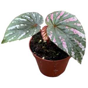 Begonia Brevirimosa