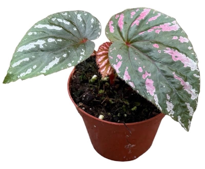 <h4>Begonia Brevirimosa</h4>