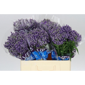 Veronica Spray Fountain X 20