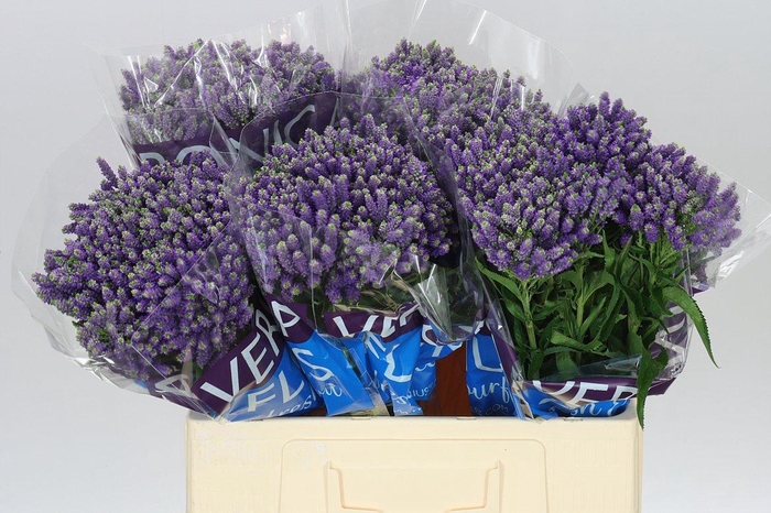 <h4>Veronica Spray Fountain X 20</h4>