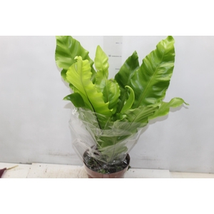 ASPLENIUM NIDUS P19