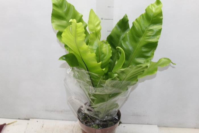<h4>ASPLENIUM NIDUS P19</h4>