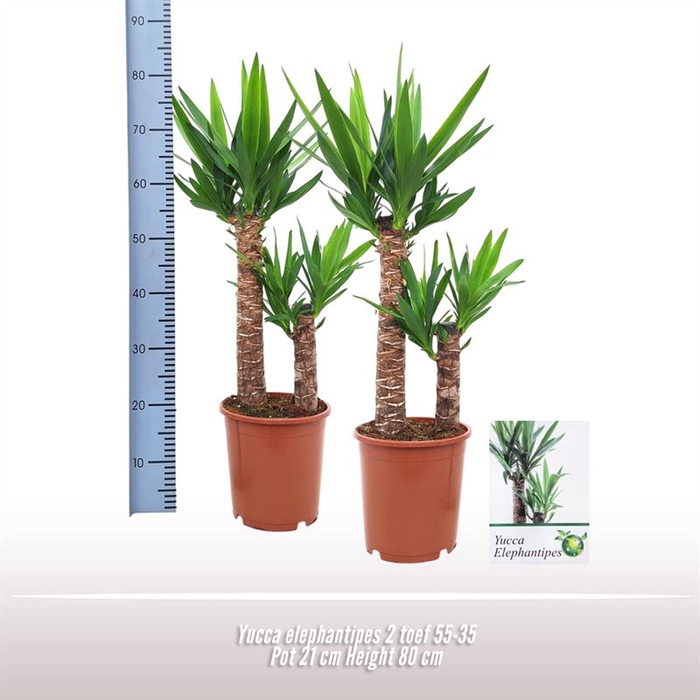 <h4>Yucca elephantipes 2 stam</h4>