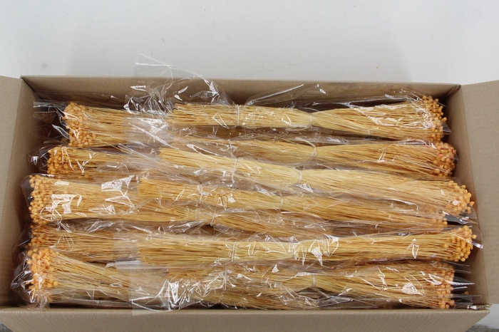 <h4>DF Berina Salmon Bs</h4>