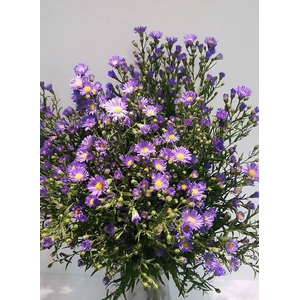 Aster Cassandra