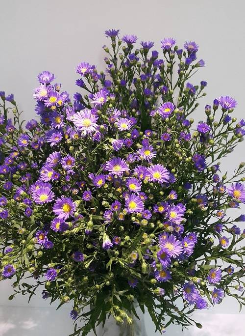 Aster Cassandra