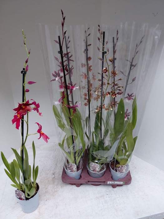 <h4>CAMBRIA GRP GEM</h4>