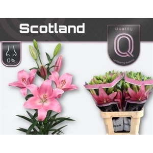 Li La Scotland 5+