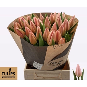 TU EN SALMON DESSERT