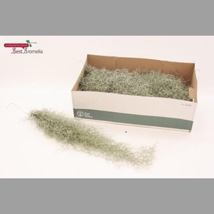 TILL USNEOIDES