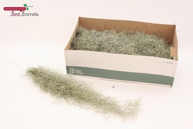 <h4>TILL USNEOIDES</h4>