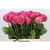 Dahlia Barbados