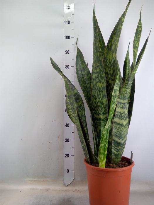 <h4>Sansevieria trifa.   ...</h4>