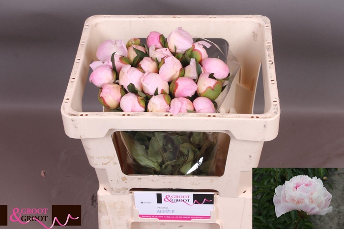 <h4>Paeonia Alertie</h4>