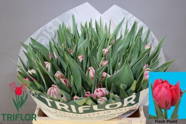 <h4>TU DU FLASH POINT</h4>