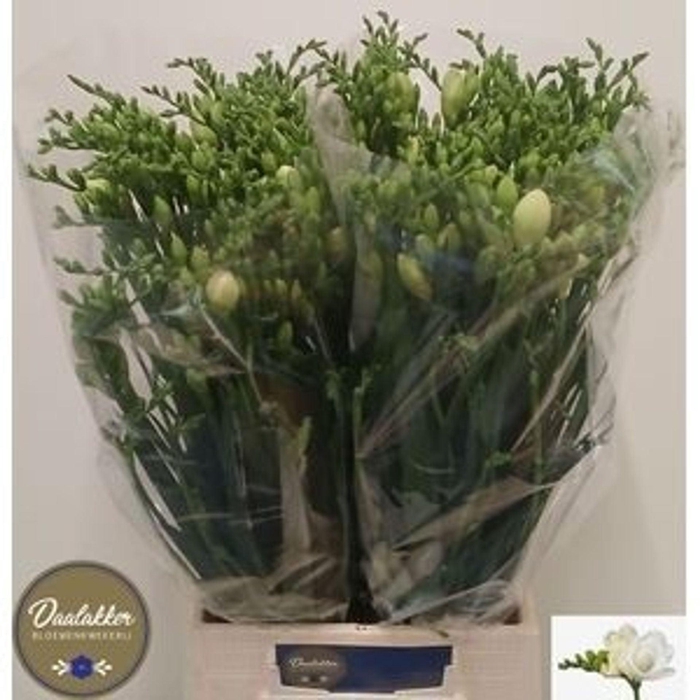 <h4>Freesia du Versailles</h4>