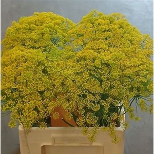 Anethum Graveolens