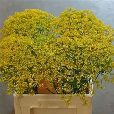 <h4>Anethum Graveolens</h4>
