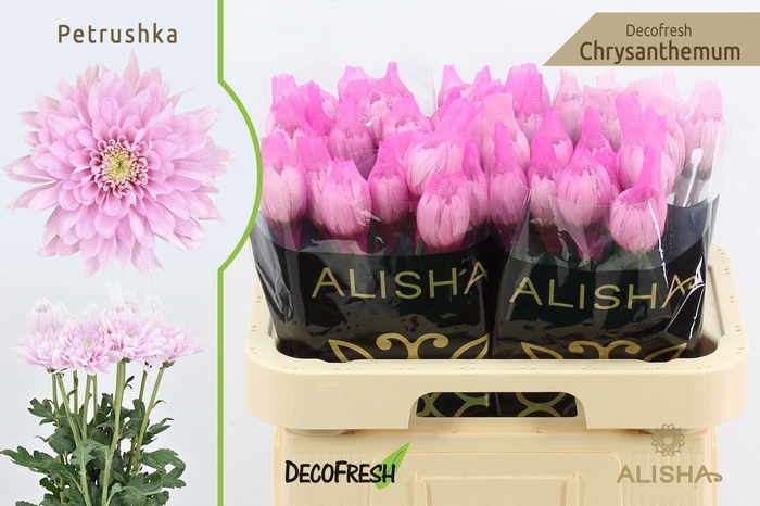 <h4>Chr G Petrushka</h4>