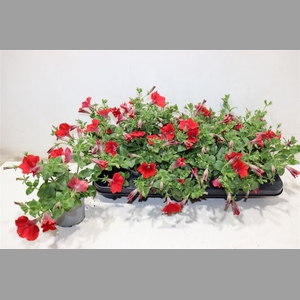 Pet Surf Red