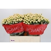 Hypericum Cool Romance