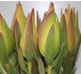 Leucadendron African Tulip
