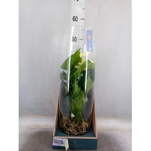 Anthurium  'Karma White'