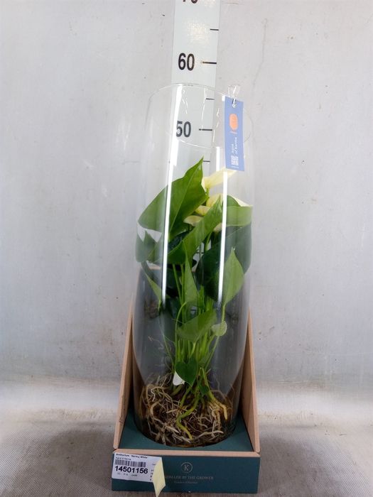 <h4>Anthurium  'Karma White'</h4>