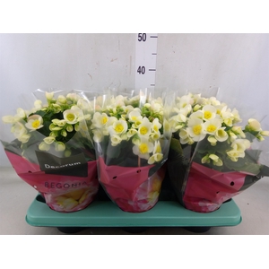 Begonia elat. HL 'Valentino White'